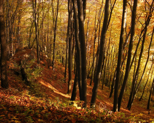 606475 (a): :2560x2048